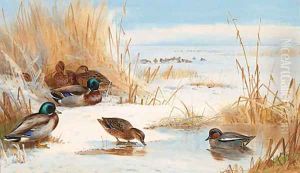 Mallard and Teal on a frozen Lake by Archibald Thorburn