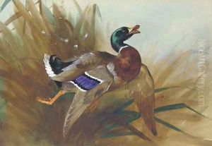 Mallard Duck