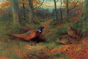On the ride A cock and two hen pheasant in autumn