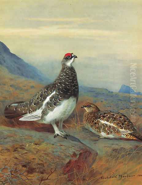 Ptarmigan in summer plumage - view 1