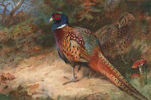 A Cock and Hen Pheasant by Archibald Thorburn