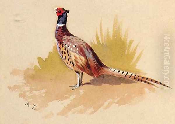 A Cock Pheasant, a study - view 1