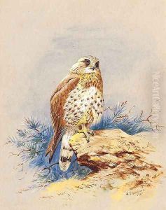 A Kestrel perched on a Rock by Archibald Thorburn