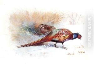 A Pair of Pheasants by Archibald Thorburn