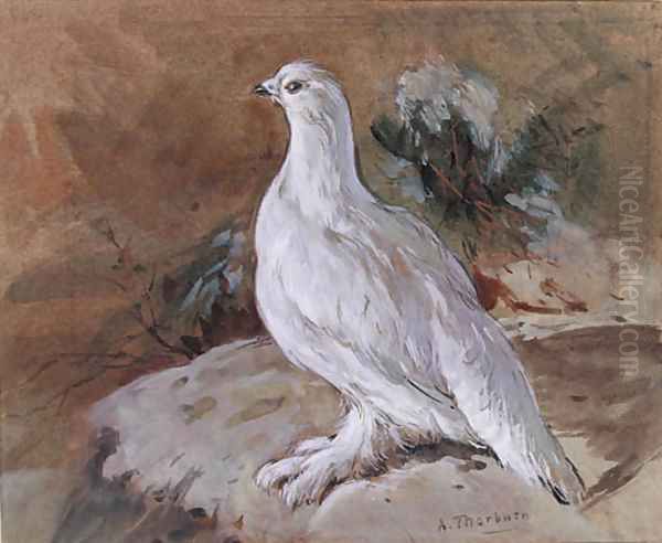 A Ptarmigan resting - view 1