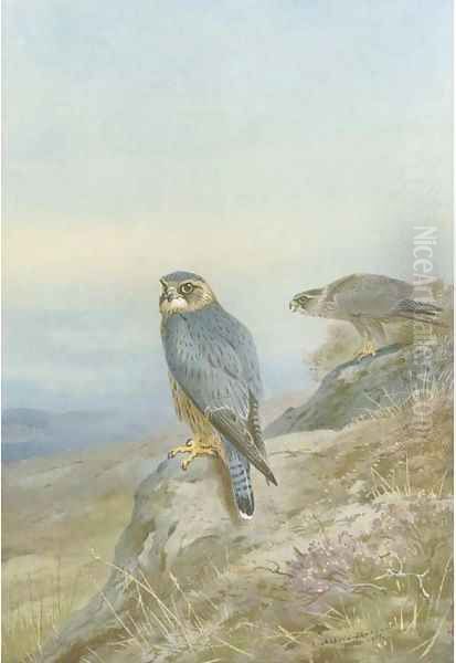 Birds of prey - view 1