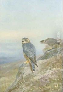 Birds of prey by Archibald Thorburn