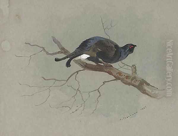 Black grouse in a tree - view 1