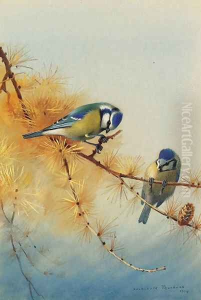 Blue Tits on the branch of a fir tree - view 1
