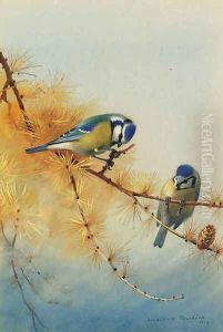 Blue Tits on the branch of a fir tree