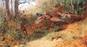 Cock Pheasants and a Hen Pheasant in flight