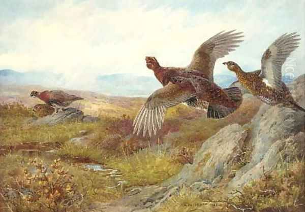 Pheasant - view 1