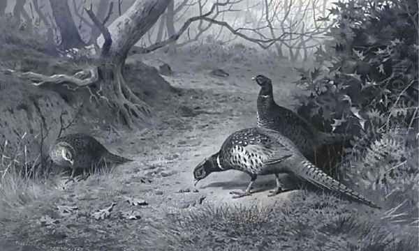 Pheasant on a woodland path, late Autumn - view 1