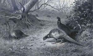Pheasant on a woodland path, late Autumn by Archibald Thorburn