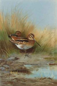 Snipe at the water's edge