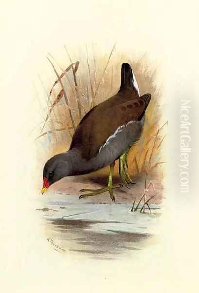 Water Hen or Moorhen, Gallinula Chloropus - view 1