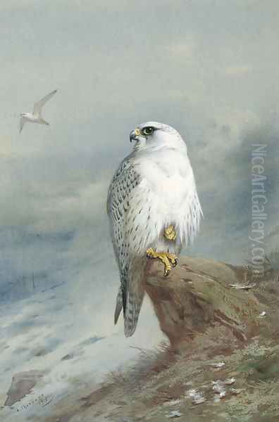 A Greenland falcon - view 1