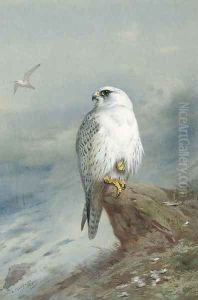 A Greenland falcon by Archibald Thorburn