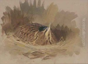 A nesting bittern by Archibald Thorburn