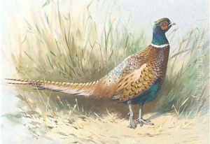 A pheasant