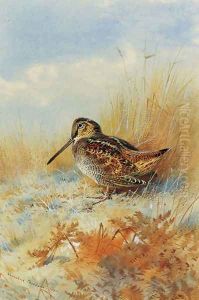 A woodcock at the edge of a field by Archibald Thorburn