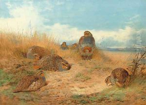 Basking in the noonday Sun A Covey of Grey Partridge by Archibald Thorburn