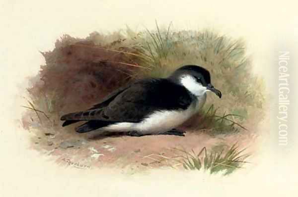 Dusky Shearwater, Puffinus Obscurus - view 1