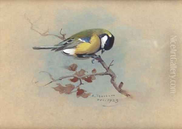 Great Tit - view 1