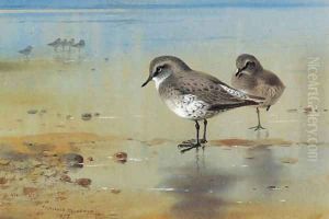 Grey plover at the water's edge by Archibald Thorburn