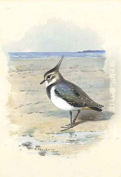 Lapwing or Peewit - view 1