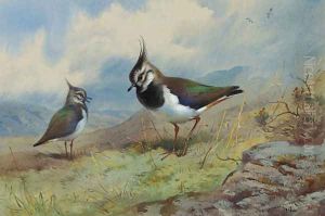 Lapwings in a rocky landscape by Archibald Thorburn