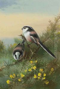 Long-tailed tits on gorse