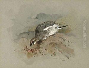 Ptarmigan on a rock by Archibald Thorburn