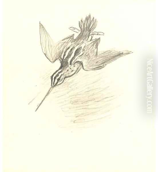 Snipe drumming - view 1
