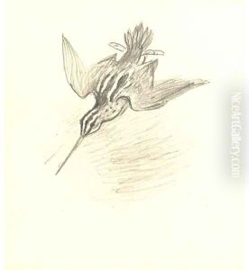 Snipe drumming