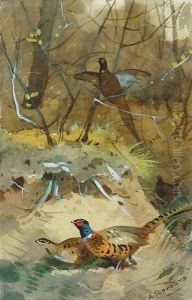 Study of pheasant by Archibald Thorburn