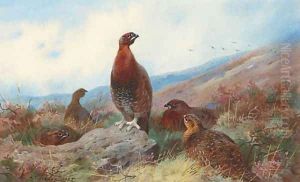 A Covey of Red Grouse on a Moor