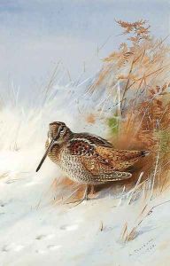 A Woodcock in Winter