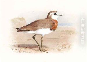 Caspian Plover by Archibald Thorburn