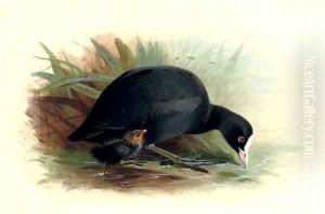 Coot, Fulica Atra by Archibald Thorburn