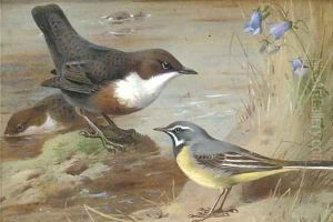 Dippers and a grey wagtail on the bank of a stream by Archibald Thorburn