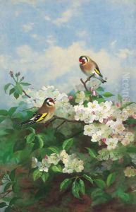 Goldfinches among apple blossom