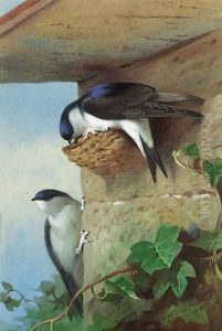 House martins, on a nest beneath the eves