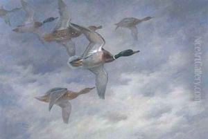 Mallard in flight