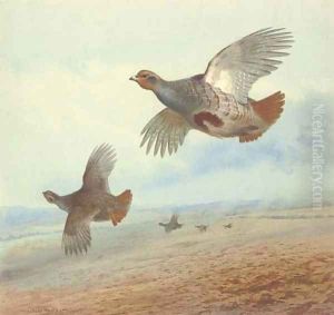 Partridge in flight by Archibald Thorburn