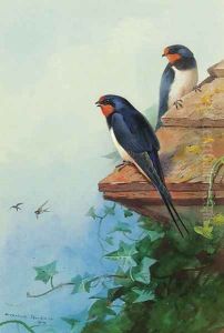 Swallows on an ivy-covered roof