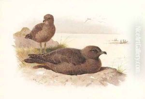 Twisted-tailed skua Lestris Pomarinus by Archibald Thorburn