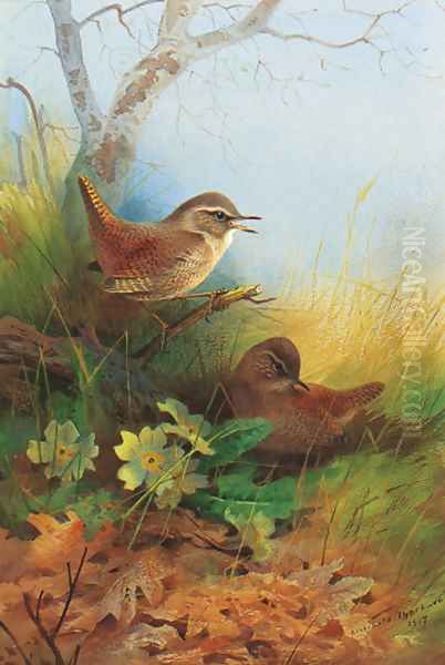 Two wrens amongst primroses - view 1