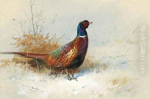 A Cock Pheasant 2