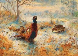 Frost at Sunrise Pheasant amongst bracken